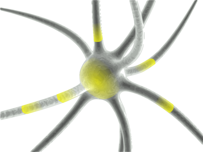 Neuron