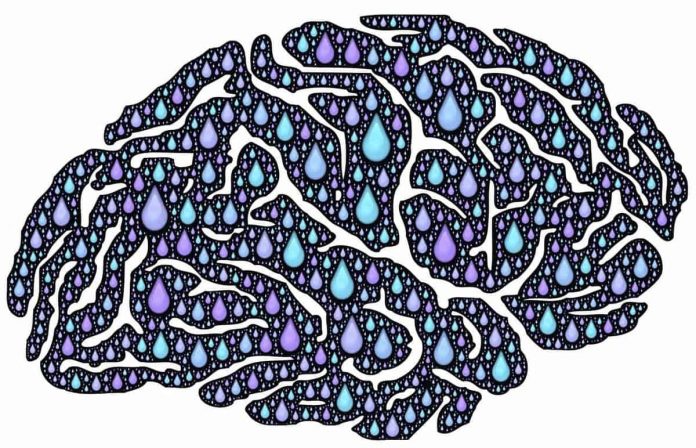Brain