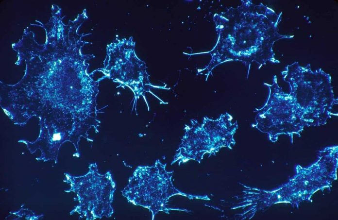 Cell, Cancer