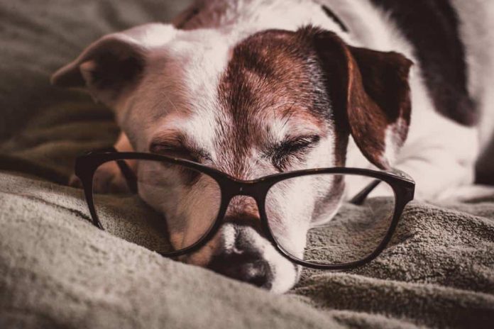 animal-animal-photography-breed-1009922-2