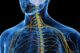 Ilustración anatómica del torso humano en azul con la médula espinal y los nervios del cuello y la espalda en amarillo