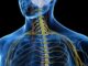 Ilustración anatómica del torso humano en azul con la médula espinal y los nervios del cuello y la espalda en amarillo
