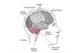 Diagrama de las partes del cerebro: lóbulos frontal, parietal, temporal y occipital, cerebelo, tronco del encéfalo y médula espinal