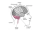 Diagrama de las partes del cerebro: lóbulos frontal, parietal, temporal y occipital, cerebelo, tronco del encéfalo y médula espinal