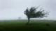 Árbol solitario inclinado por el viento en un prado verde envuelto en niebla