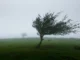 Árbol solitario inclinado por el viento en un prado verde envuelto en niebla