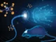 Ilustración de un ratón con el cerebro iluminado por un haz de luz azul de fibra óptica, junto a neuronas: la idea de la optogenética